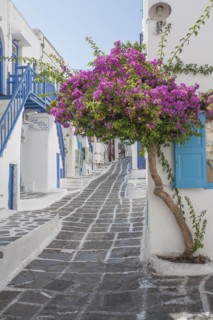 Purple flowers by building in Mykonos, Greece