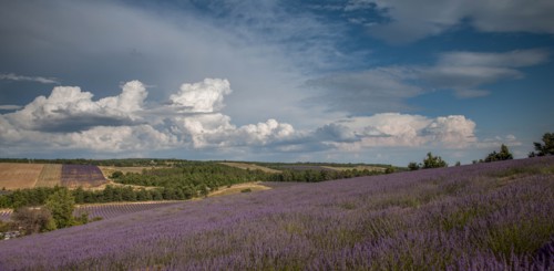 Lavender field in Provence, France