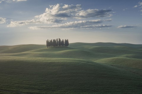 Trees on hill in Tuscany, Italy