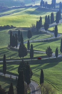 Trees along winding road in Tuscany, Italy