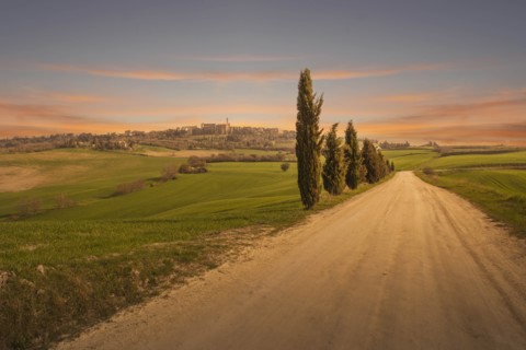 Cypress trees by dirt road at sunset in Tuscany, Italy