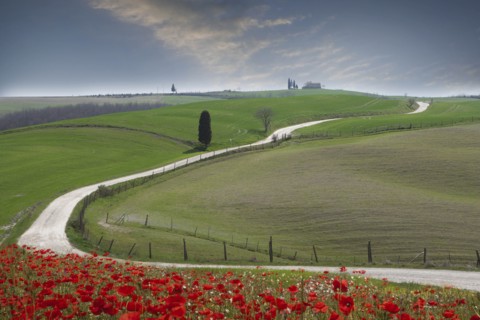 Red flowers by road in Tuscany, Italy