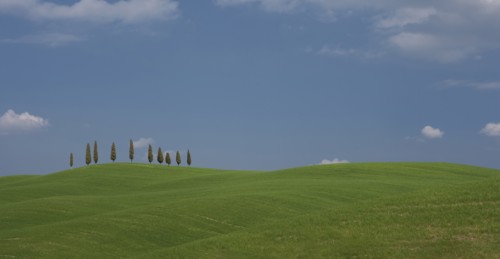 Trees on hill in Tuscany, Italy