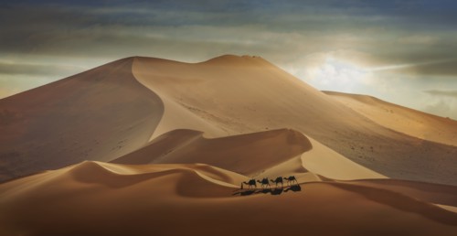 Man with camels in desert in Abu Dhabi, United Arab Emirates