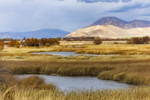 Ponds in marsh