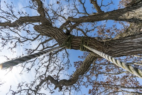 Rope swing hanging from tree