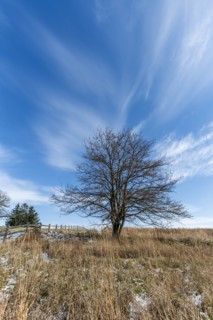 Tree in field