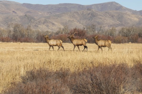 Elk in field by mountains