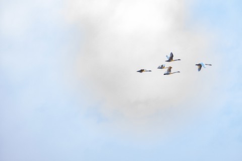 Birds flying against cloud