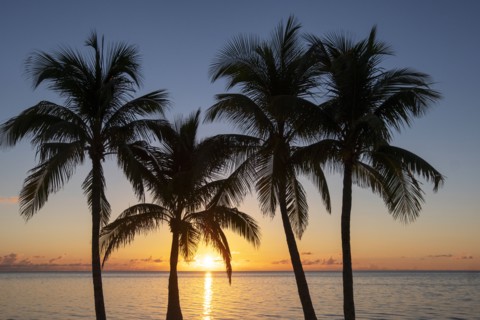 Silhouette of palm trees at sunset