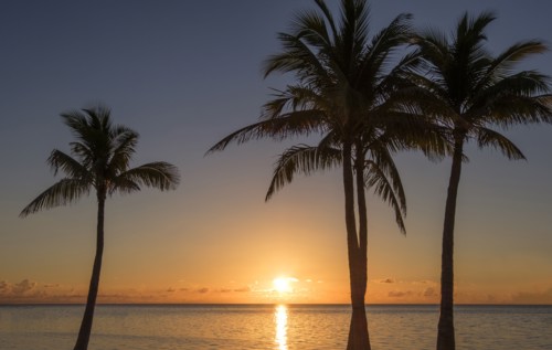 Silhouette of palm trees at sunset