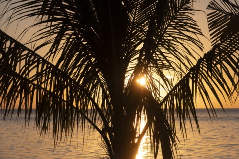 Silhouette of palm tree at sunset