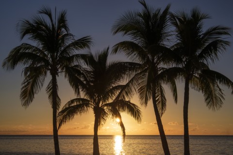 Silhouette of palm trees at sunset