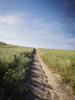 Dirt track between grass