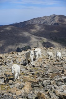 Mountain goats on Square Top Mountain in Colorado
