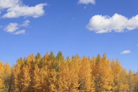 Aspen trees during autumn at Kenosha Pass, Colorado