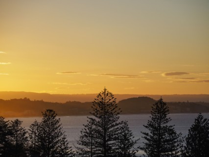 Pine trees and river at sunset