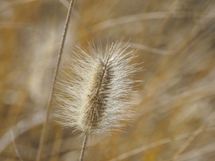 Grass seedhead
