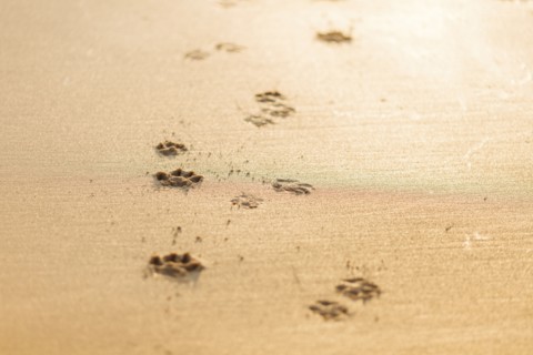 Dog pawprints in sand