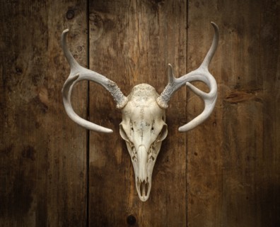 Deer skull with antlers