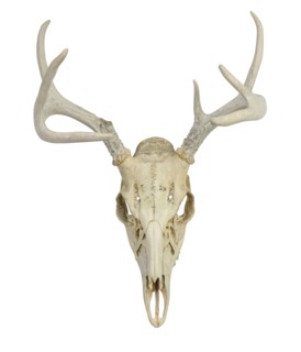 Deer skull with antlers