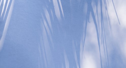 Shadow of palm fronds on white wall
