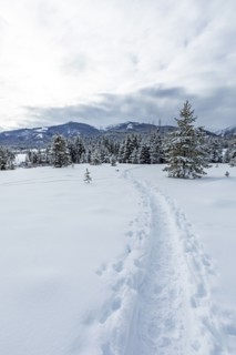 Tracks in snow