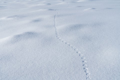 Tracks in snow