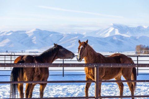 Brown horses in paddock during winter