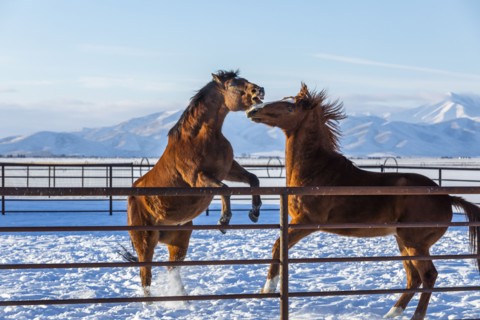 Brown horses in paddock during winter