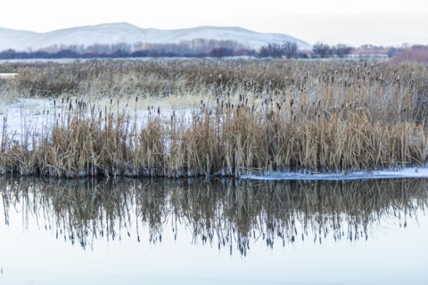 Reeds and stream during winter