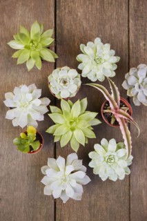 Variety of succulents in pots