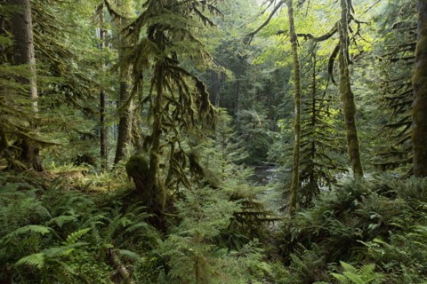 Mount Hood National Forest in yregon, USA