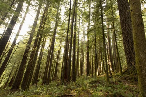 Pine trees in Mount Hood National Forest, yregon