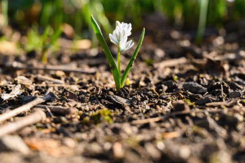 Small spring flower bud growing from dirt