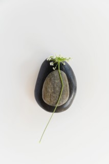 Composition of two stones and Queen Annes Lace (Daucus carota) flower on white background
