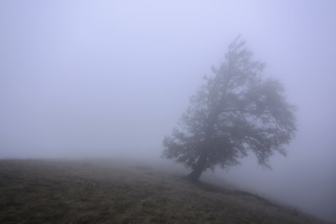 Ukraine, Zakarpattia region, Carpathians, Borzhava, Hillside mountain Munchel, Lonely tree in morning mist