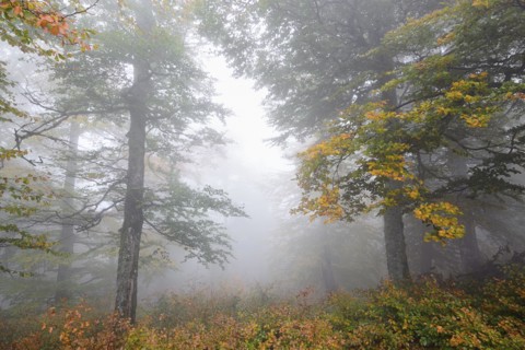 Ukraine, Zakarpattia region, Carpathians, Borzhava, Hillside mountain Munchel, Autumn woods in morning fog