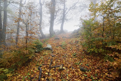 Ukraine, Zakarpattia region, Carpathians, Borzhava, Hillside mountain Munchel, Path leading across autumn woods in morning fog