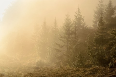 Ukraine, Zakarpattia region, Carpathians, Borzhava, Pryslip Pass, Coniferous forest in morning fog
