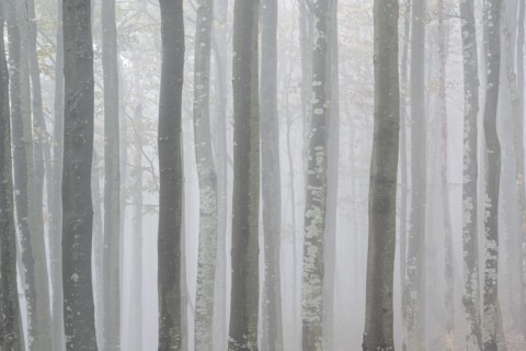 Ukraine, Zakarpattia region, Carpathians, Forest, Borzhava, Row of trees in woods in morning mist