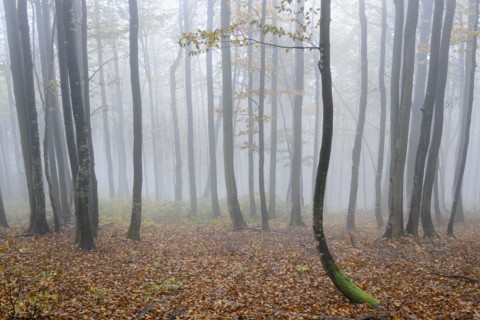 Ukraine, Zakarpattia region, Carpathians, Forest, Borzhava, Autumn forest in morning mist