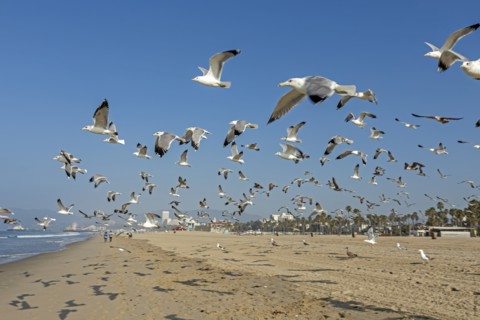 Flock of seagulls taking off from Santa Monica Beach