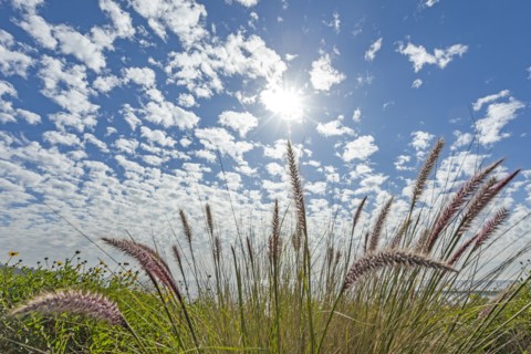 Sky and plants