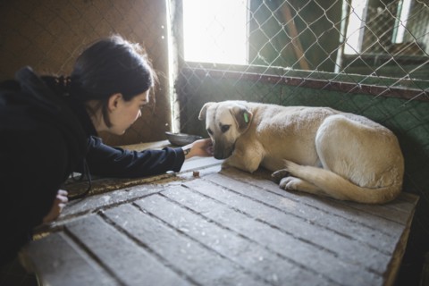 Young woman petting sad dog in animal shelter