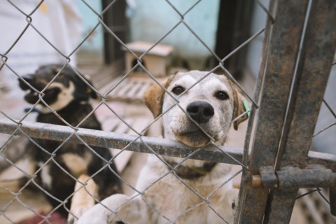 Dogs behind fence in animal shelter
