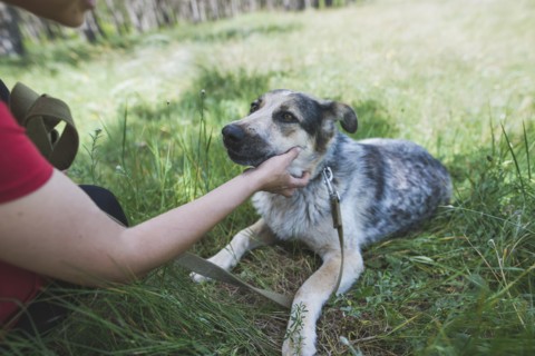 Young woman petting dog from animal shelter