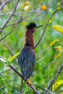 Green heron perching on branch