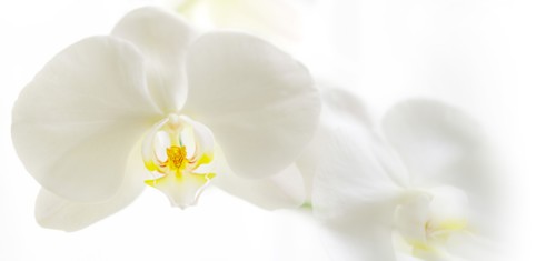 White orchids