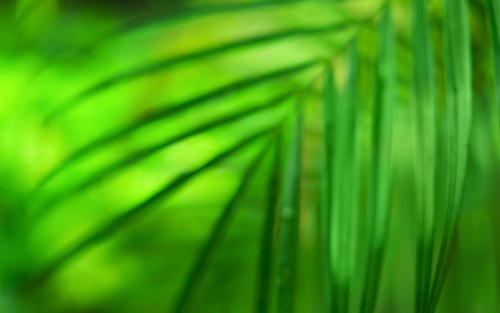 Green fronds